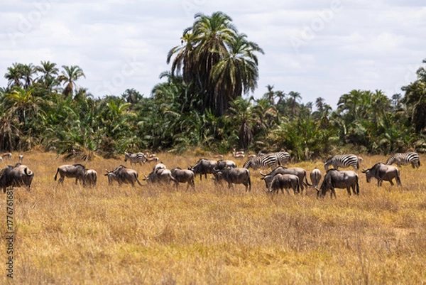 Fototapeta Amboseli National Park, Kenya: Wildebeest and Zebra Grazing on the Savannah Plains