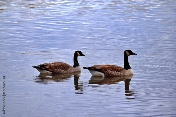 Obraz Geese ducks on a river in Laval, Quebec, Canada