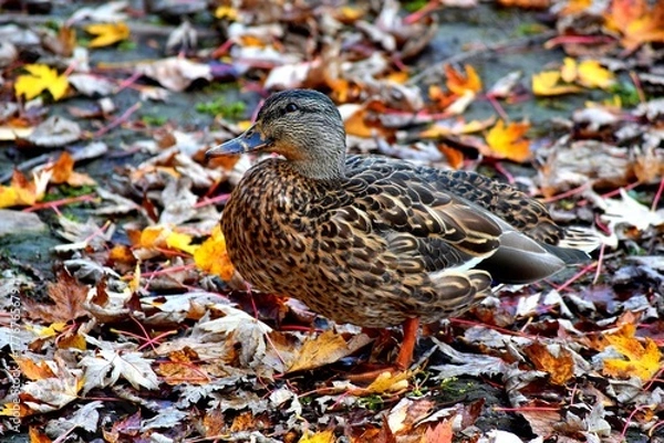 Fototapeta A duck on a river shore during fall in Laval, Quebec, Canada