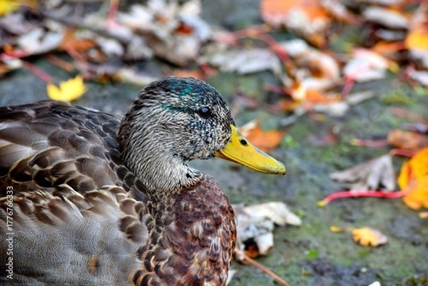 Fototapeta A duck on a river shore during fall in Laval, Quebec, Canada