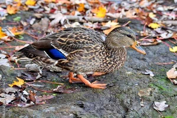 Fototapeta A duck on a river shore during fall in Laval, Quebec, Canada