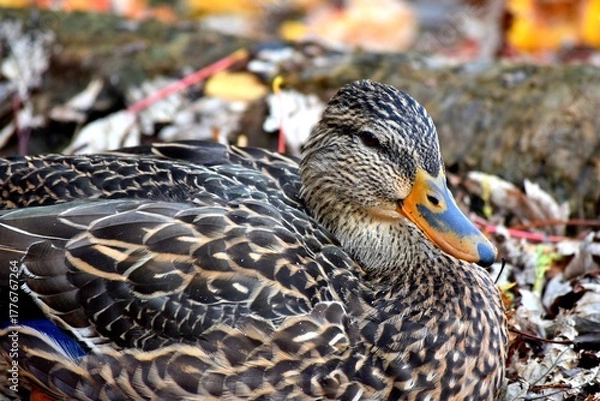 Fototapeta A duck on a river shore during fall in Laval, Quebec, Canada