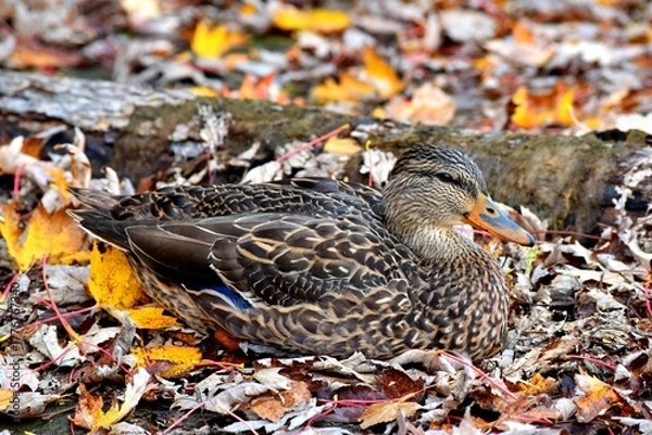 Fototapeta A duck on a river shore during fall in Laval, Quebec, Canada