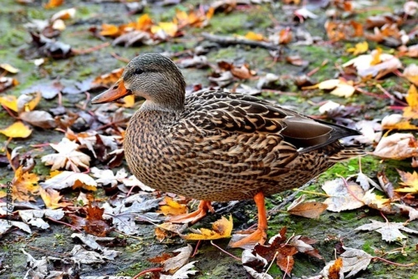 Fototapeta A duck on a river shore during fall in Laval, Quebec, Canada