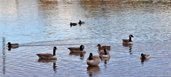 Fototapeta Geese ducks on a river in Laval, Quebec, Canada