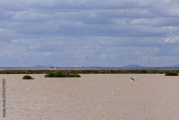 Fototapeta Amboseli National Park, Kenya: Lesser Flamingos in Flight over the Wetland Landscape