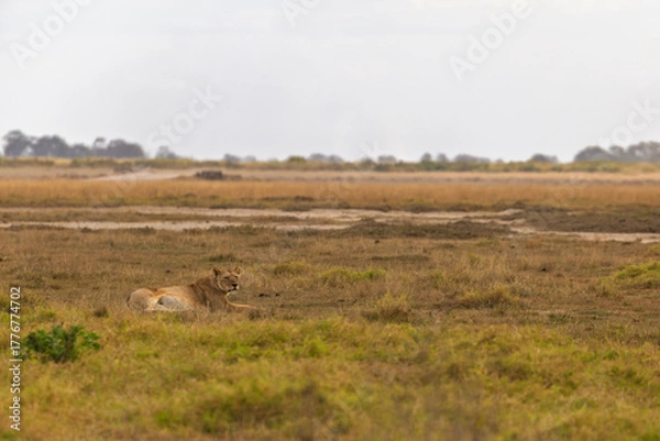 Fototapeta Amboseli National Park, Kenya: Lioness Resting in the Savannah Heat