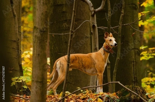 Fototapeta  spacer psa
