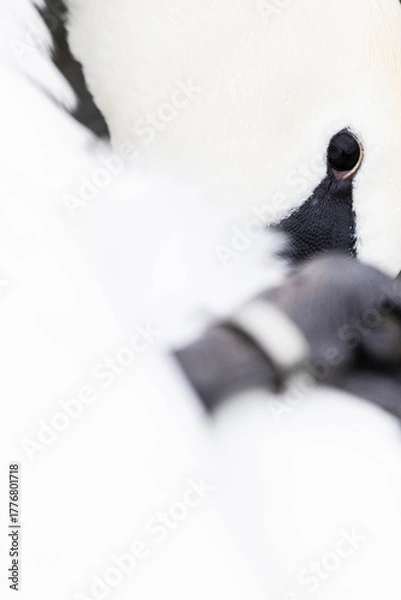 Obraz Nahaufnahme von einem Schwan