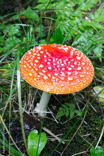 Obraz A close photo of fly agaric mushroom