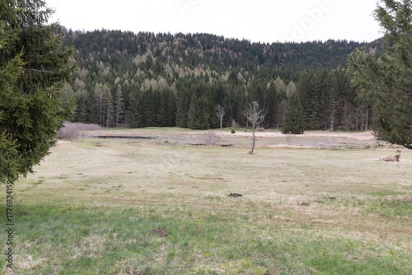 Obraz View of Ecchen Peat Bog Biotope in Folgaria
