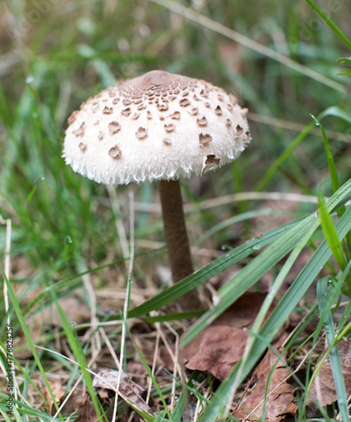 Fototapeta A photo of parasol mushroom