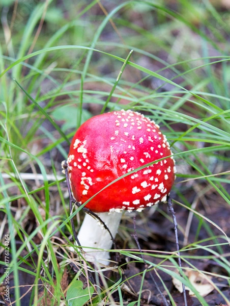 Obraz A close photo of fly agaric mushroom
