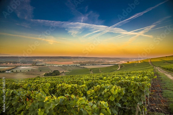Obraz Champagne region in France. A beautiful view.