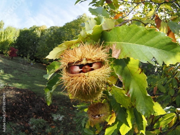 Fototapeta Las castañas son frutos del castaño, de cáscara marrón y pulpa comestible, ricas en almidón y muy consumidas asadas o cocidas en otoño.