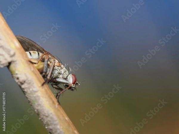 Fototapeta Anthomyia es un género de moscas pequeñas de la familia Anthomyiidae, comunes en ambientes templados, que suelen alimentarse de materia orgánica en descomposición