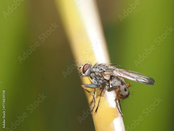Fototapeta Anthomyia es un género de moscas pequeñas de la familia Anthomyiidae, comunes en ambientes templados, que suelen alimentarse de materia orgánica en descomposición