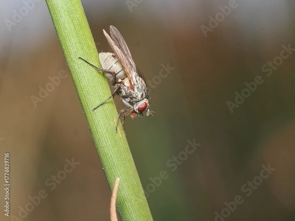 Fototapeta Anthomyia es un género de moscas pequeñas de la familia Anthomyiidae, comunes en ambientes templados, que suelen alimentarse de materia orgánica en descomposición