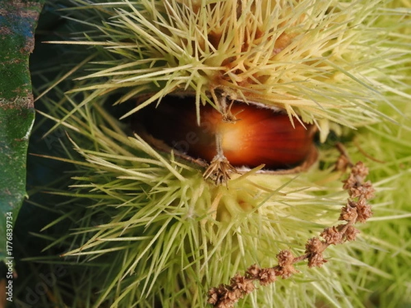 Fototapeta Las castañas son frutos del castaño, de cáscara marrón y pulpa comestible, ricas en almidón y muy consumidas asadas o cocidas en otoño.