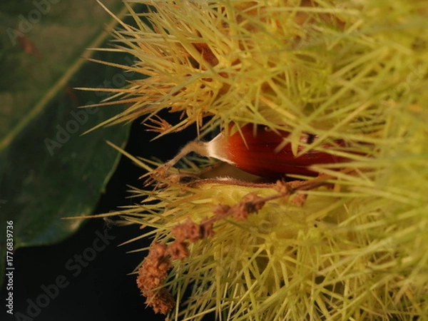 Fototapeta Las castañas son frutos del castaño, de cáscara marrón y pulpa comestible, ricas en almidón y muy consumidas asadas o cocidas en otoño.