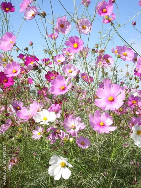 Obraz 晴れた日のコスモス畑