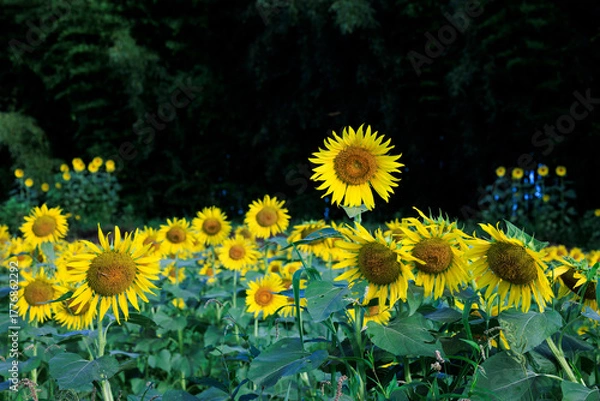 Obraz ひまわり５