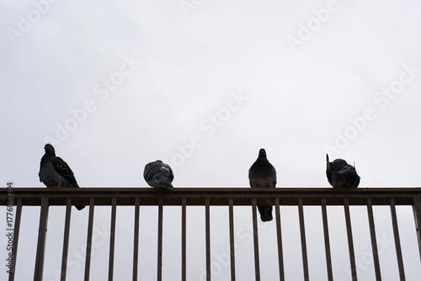 Obraz Silhouettes of pigeons sitting on a railing against a gray overcast sky.