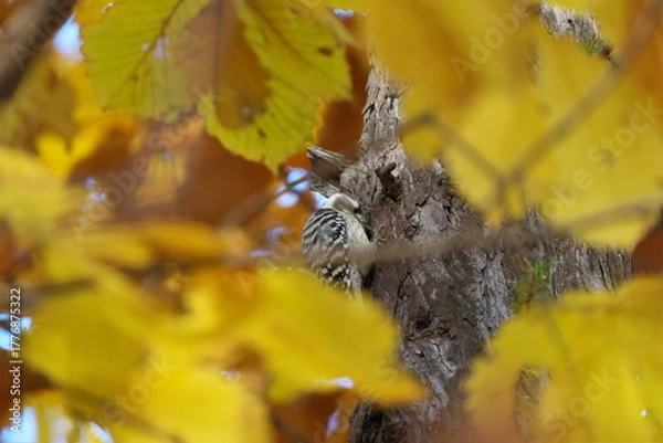 Fototapeta 秋の林で見つけたコゲラ