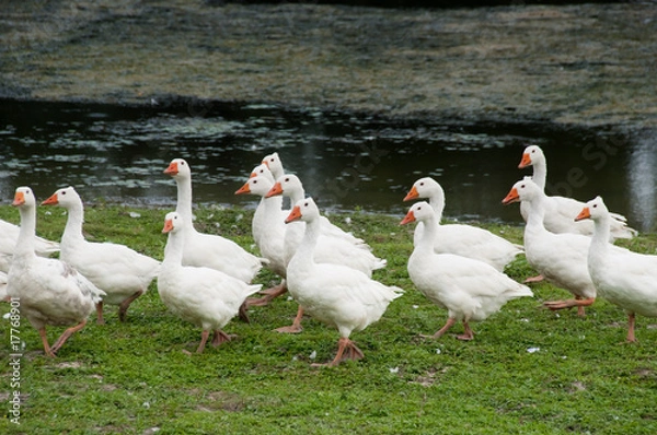 Obraz Goose