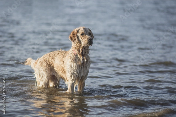 Obraz Golden retriever on the lake