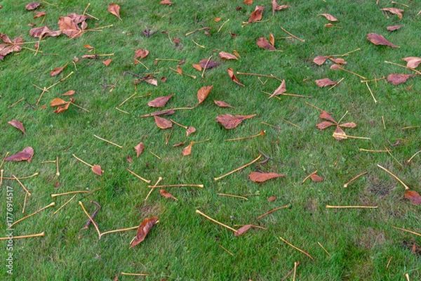 Obraz Red leaves on the grass