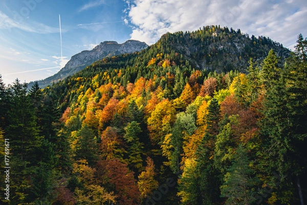 Fototapeta autumn forest