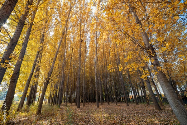 Fototapeta A golden poplar forest in autumn