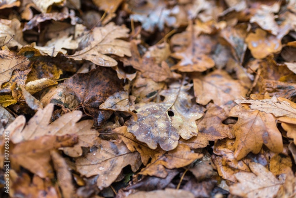 Fototapeta Earth is covered with colorful leaves of oak, hornbeam and other species of trees, drops of water, autumn