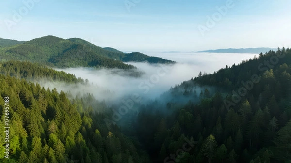 Obraz Start of Autumn solar term morning mountain forest sea of clouds aerial photography natural background