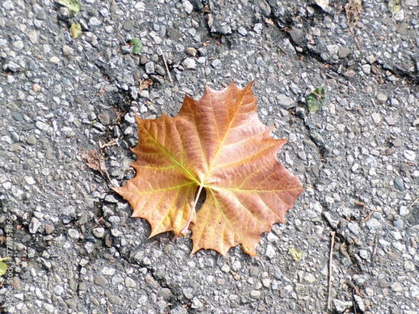 Obraz Colorful maple leaf on the ground