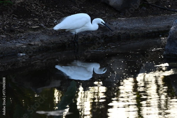 Fototapeta GARCETA COMÚN