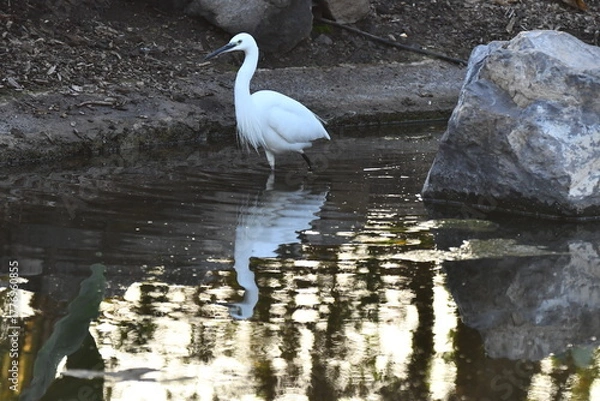 Fototapeta GARCETA COMÚN