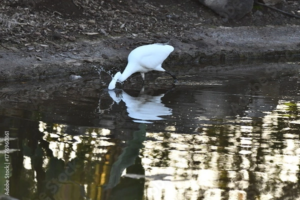 Fototapeta GARCETA COMÚN