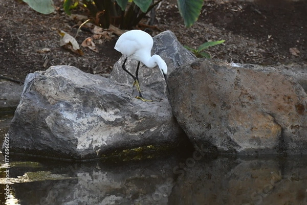 Fototapeta GARCETA COMÚN