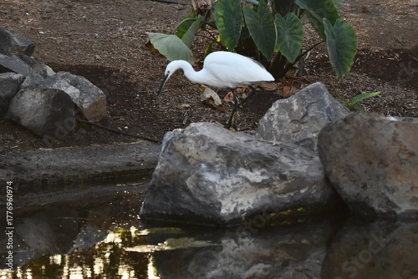 Fototapeta GARCETA COMÚN