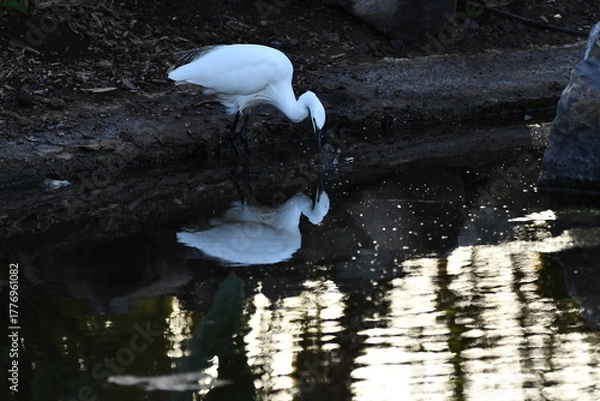 Fototapeta GARCETA COMÚN
