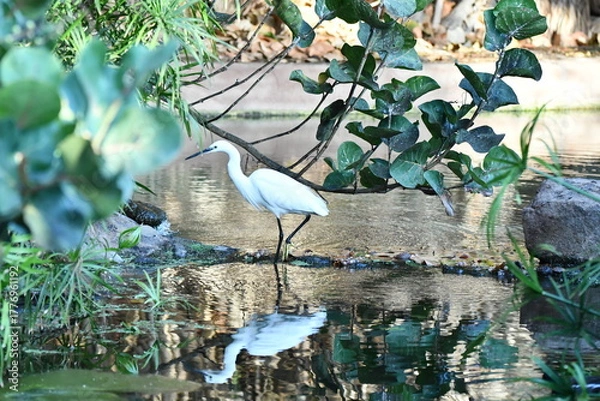 Fototapeta GARCETA COMÚN