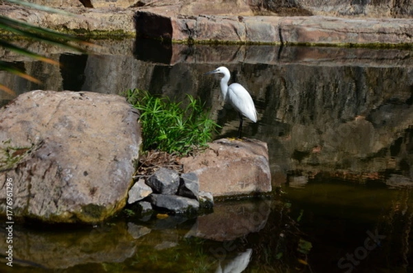 Fototapeta GARCETA COMÚN