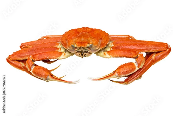 Fototapeta 色鮮やかなズワイガニ