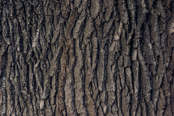 Fototapeta Bark of old oak background, texture