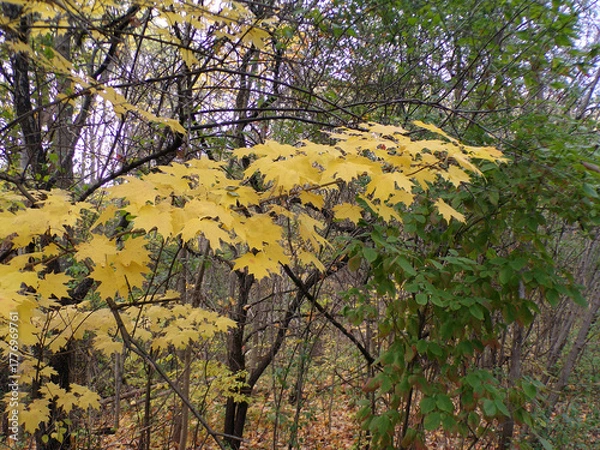 Obraz Colorful maple leaves on tree branch