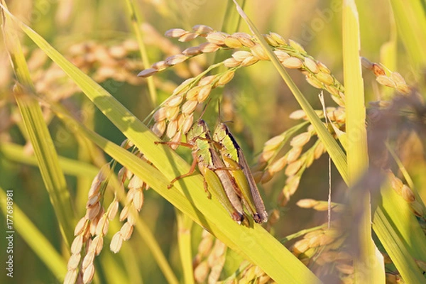Obraz 稲穂とイナゴ