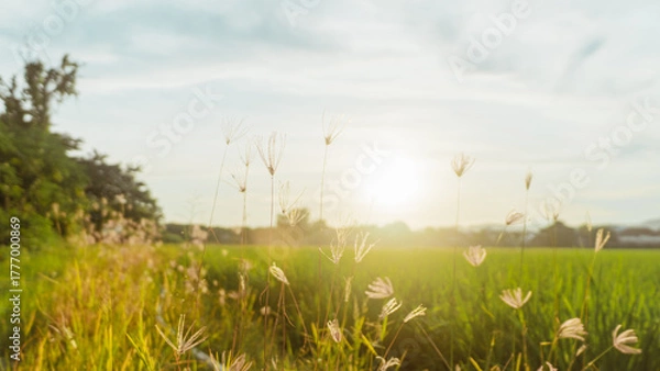 Fototapeta Sunset over green fields under blue sky