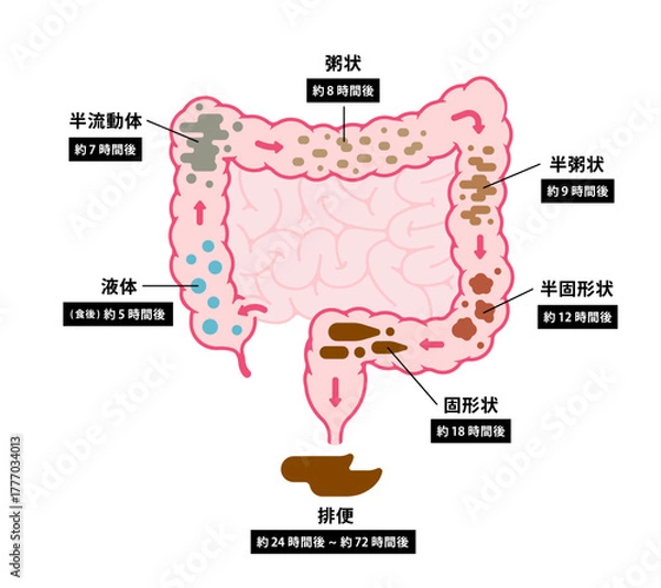 Obraz 大腸のベクターイラスト (大腸で便が作られるまで)